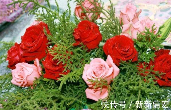 鲜艳|不如养这几款小花,比吊兰好养,花朵鲜艳迷人