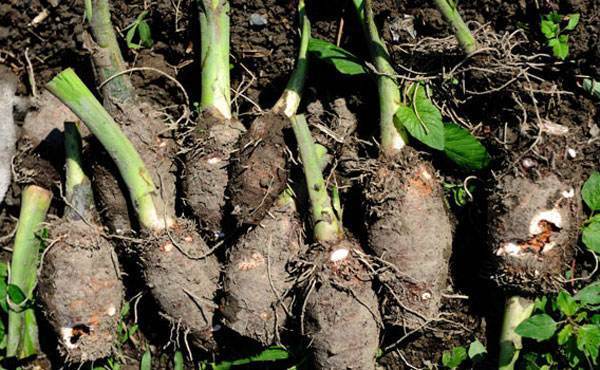 芋头|提个醒,每天吃芋头,坚持半个月。三大好处不请自来,早知早受益