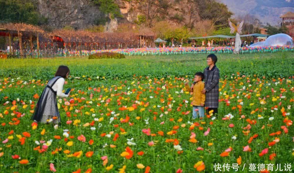 花花世界迷人眼！？在英德也能坐上火车看绚烂的花海，真是太美了！