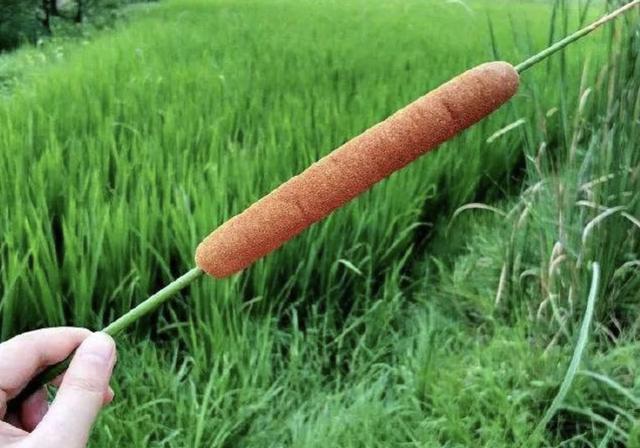 在河边,有1种奇特的“植物”,被称为“香肠草”,殊不知珍贵!