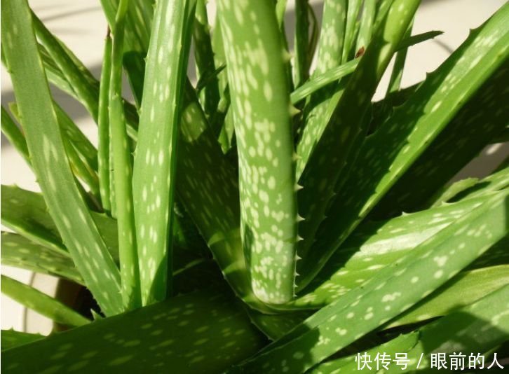 家里养上“3种花”,沾点水就疯长,不用费心,就能长的特别好