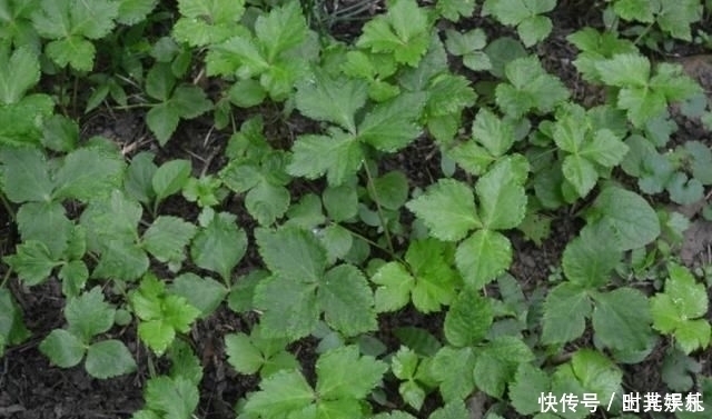 三叶芹|农村常见的野菜,用来炒腊肉是一绝,还可入药使用