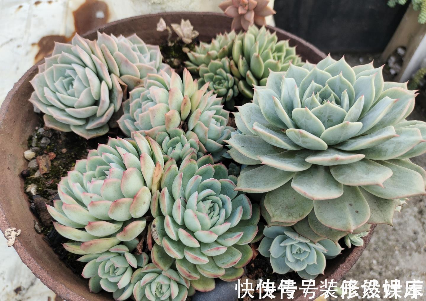 景天科|这“三多肉”不怕热,三伏天正常“补水施肥”,咕噜冒崽挤满盆