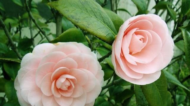 土壤|茶花有“三怕”，避开不烂根黄叶，“野劲”足冒新芽，砰砰爆出花