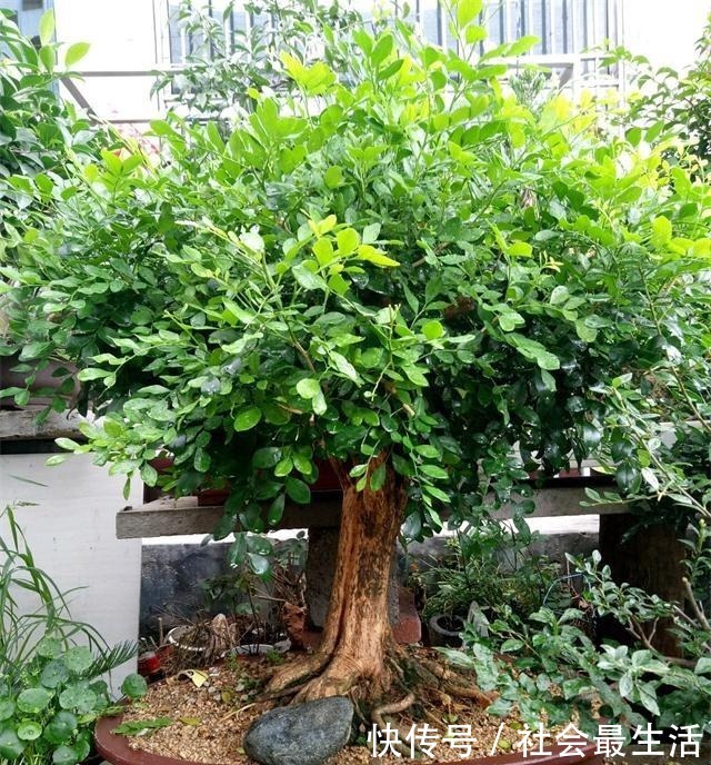  此“花”比香水还要香，院子里种一棵，能净化空气，花香九里！