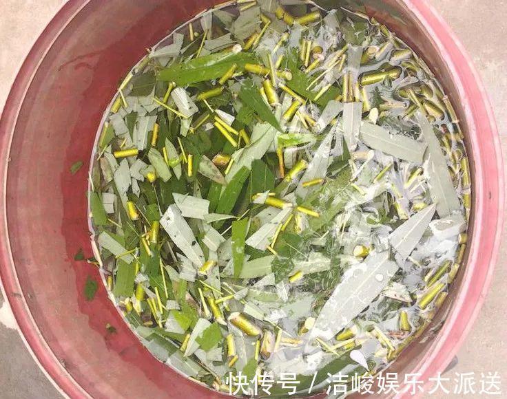 蚜虫|自制养花杀菌水,7天浇一勺,花不生虫不烂根