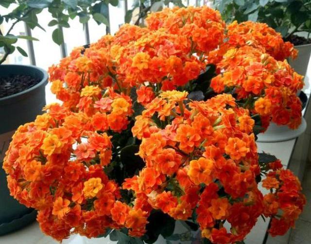 修剪长寿花,分2种不同“方法”,做好一年开三次,每次都爆盆