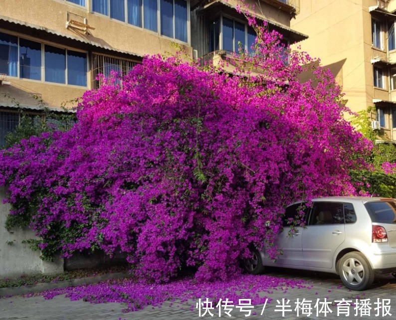 家庭养三角梅,不达到这4个条件,盆栽很难四季开花