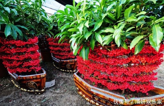 君子兰|什么富贵竹、发财树都不如养“4种”花,旺财又镇宅,越养越值钱