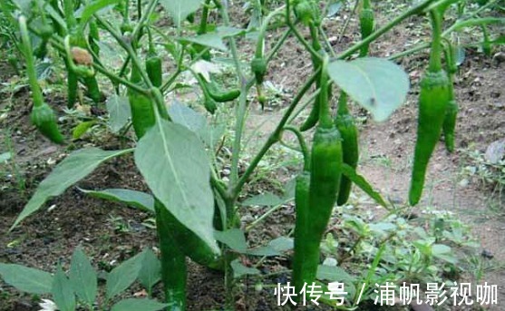 大棚|青椒净化血液、提高免疫力,农民掌握种植要点,收获高产的青椒