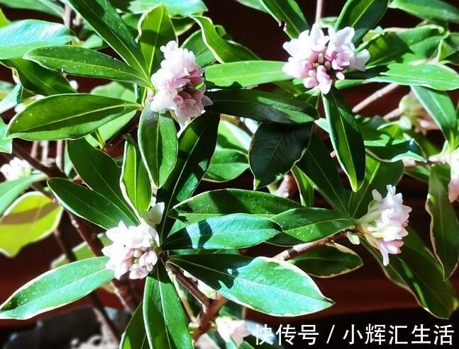 想让瑞香开花多,一多二勤要牢记,花团锦簇真美丽