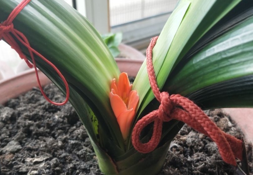 叶片|君子兰夹箭不开花,找根棉签擦一下,花箭立马钻出来!