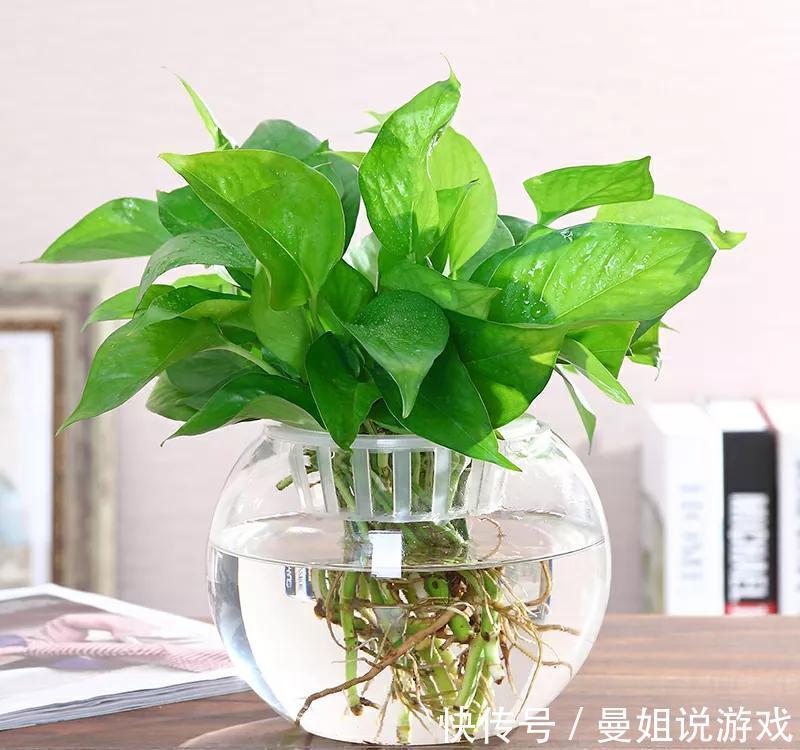 劣质花盆栽种花卉,再用心管理也白搭,几种花盆要慎选