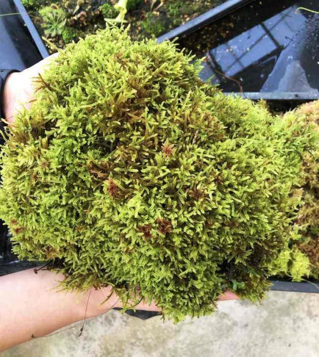 水苔养花好处多,干干净净,促进花卉生长