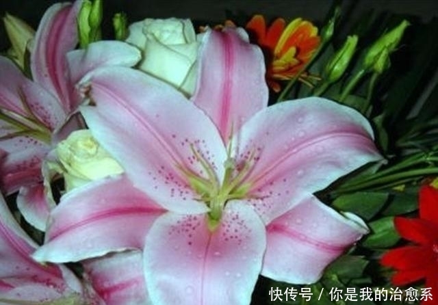 从一个小种子成功蜕变成美丽的百合花,看看是用了什么方法