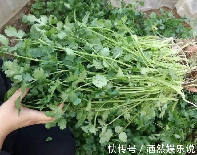 香菜吃不完,婆婆用这种方法保存,香菜新鲜脆嫩,放一年都不会坏
