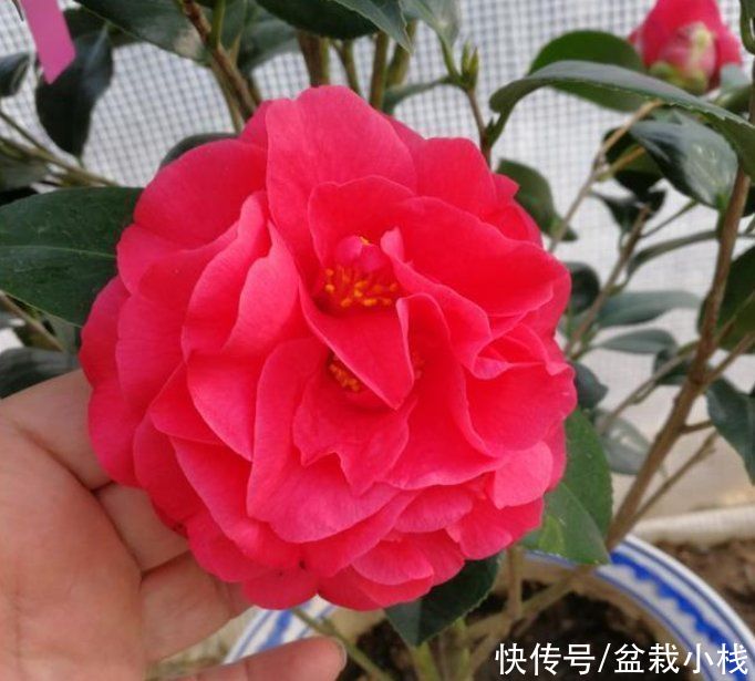 color|处暑一过，室内的花卉该换换了