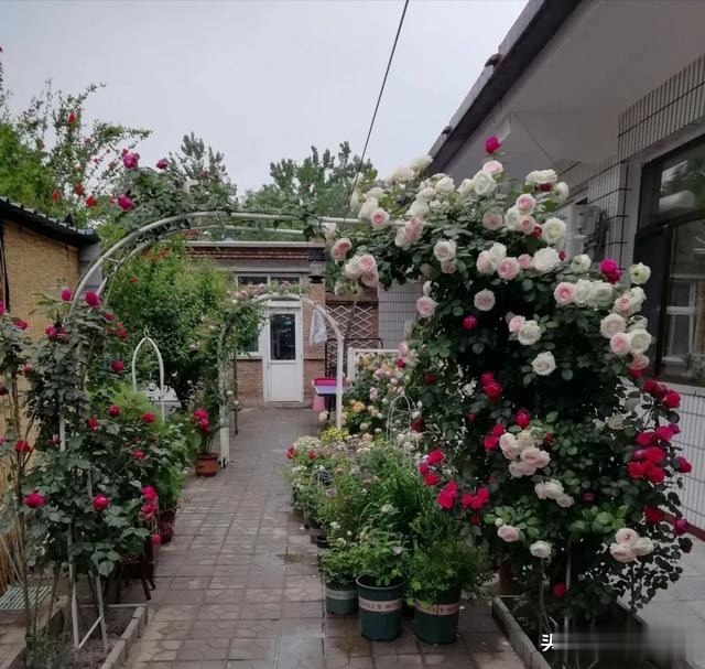 圆滚滚的绣球,瀑布般的花墙,这届花友也太会种花了吧