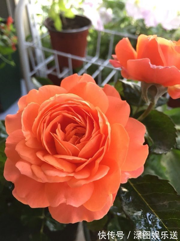 小玲|“高端月季”土星王阳台,丰腴婀娜,美丽怡人,开花很容易爆盆
