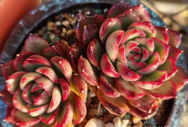 菲欧娜|不爱长杆子的多肉？试试这10个品种，我养好多年了它们还是没长高