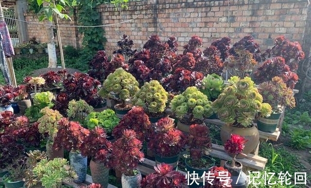 4款褪色不丑上色很美的多肉,花友养几十盆还觉得不够,值得推荐