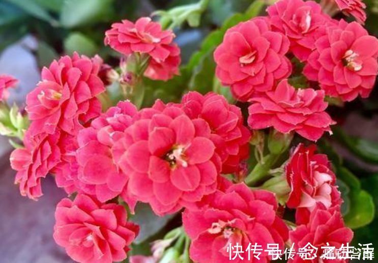 冬天养此几款植物，好养易打理，花色柔美，全年开花不断