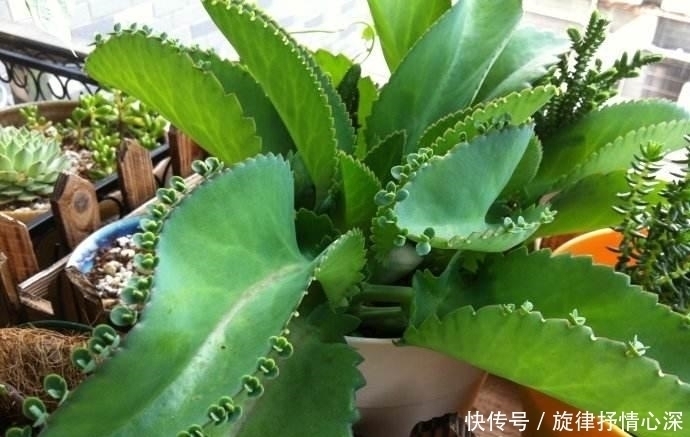 一种心情|好看又好养关键还便宜,一不小心就爆盆的多肉,新手入坑必选