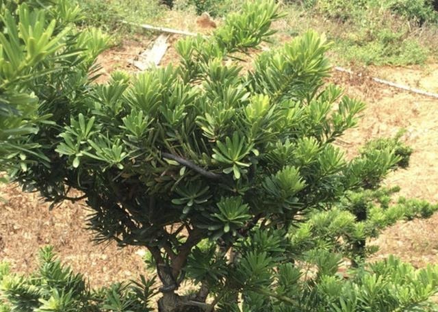 有价值、名贵的“2种树”，养1年变成“盆景树”，冬季也耐寒！