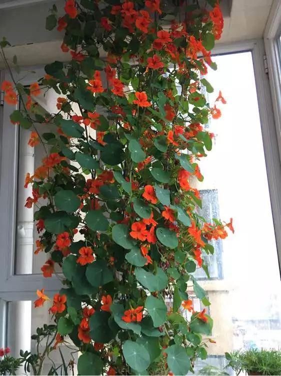 “识货人”都养4种花，打理简单，花期长，开花超漂亮