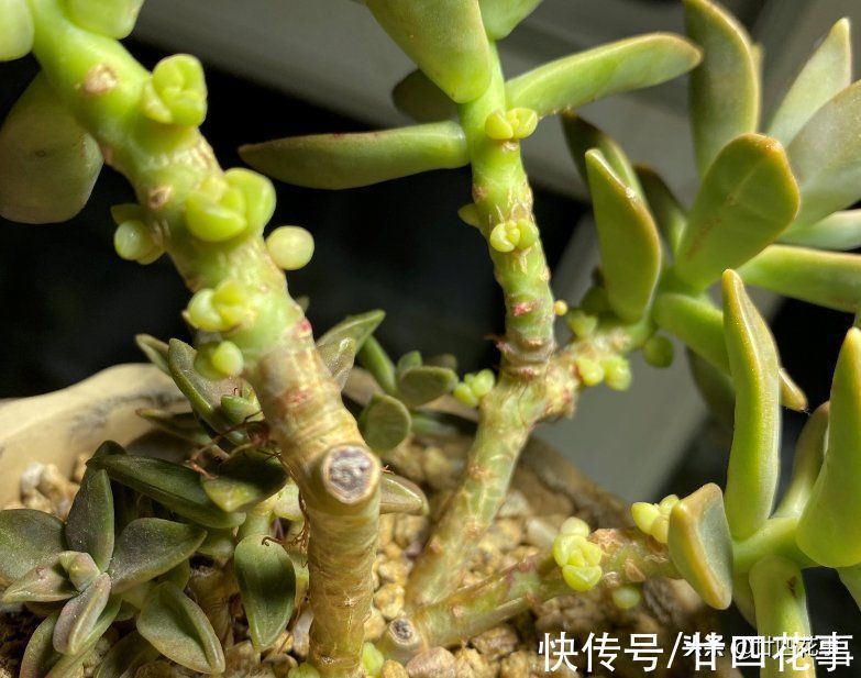 侧芽|多肉一直独杆单头?6个小方法,轻松长满侧芽,独苗爆头变群生