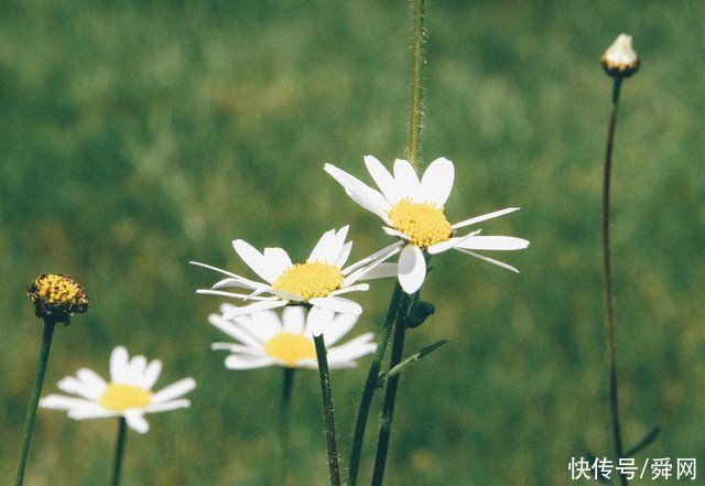 生肖鼠|7月上旬，牵手旧情人，坠入爱河，旧情复燃的生肖