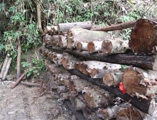 木耳|椴树死后长出的东西,过去我们以为有毒,如今60元一斤还稀罕