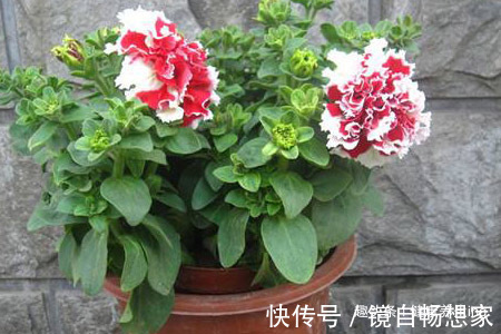 喜欢养花，家里少不了以下5种花，芬芳馥郁，争奇斗艳，落英缤纷