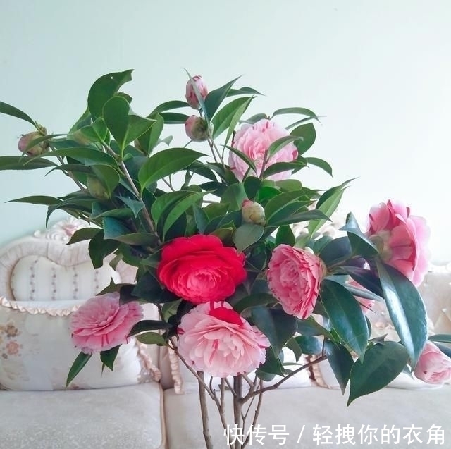 五色红丹|这种花是世界著名的花,多色的花,美丽的,牡丹不失,容易保养,栽培很有价值
