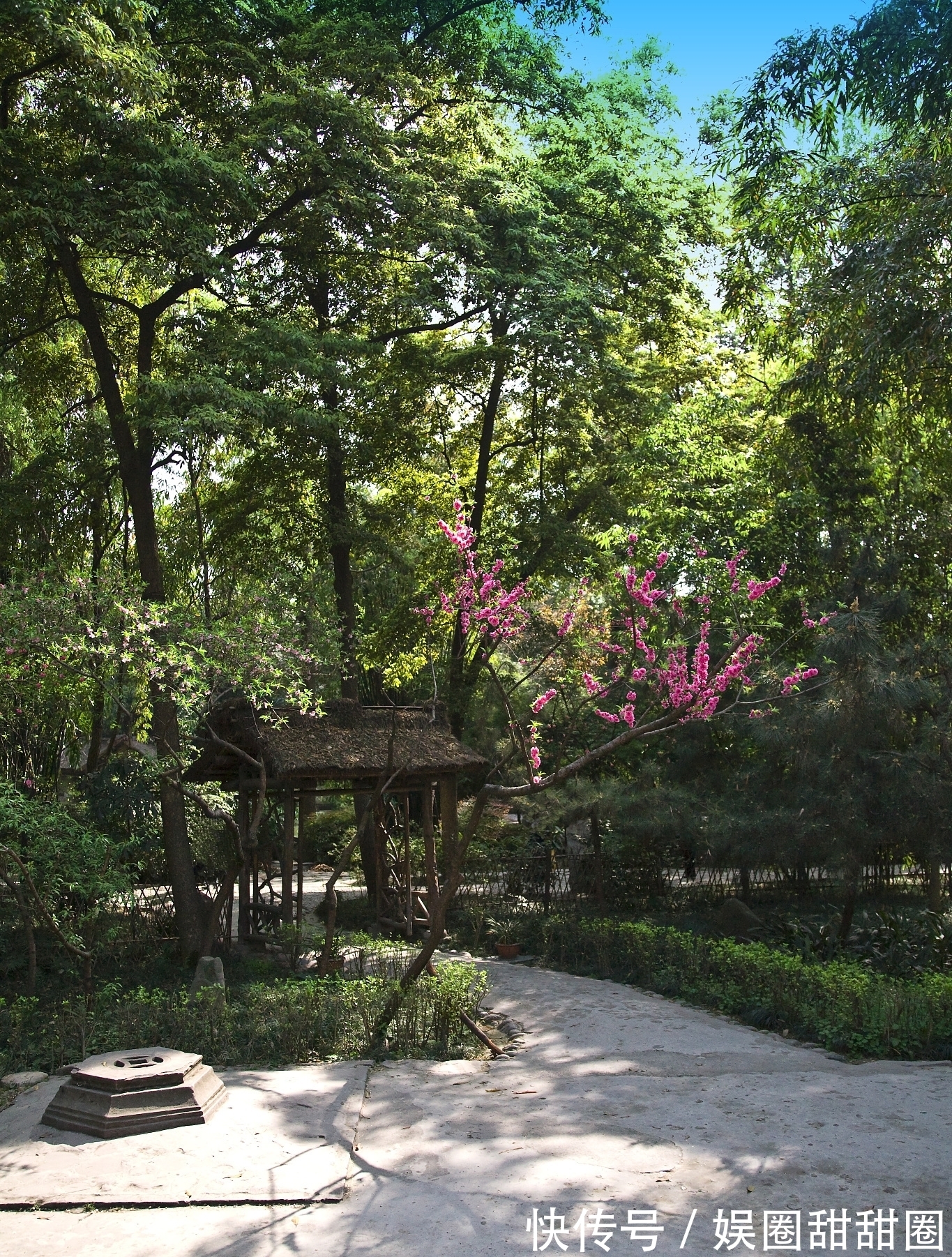 桃竹杖引赠章留后|杜甫看到桃竹杖，有《桃竹杖引赠章留后》一首