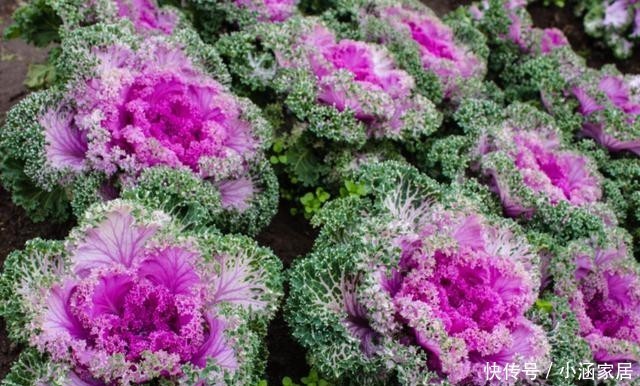 雪地|这5种花,居然在冬天的雪地里都能开花!