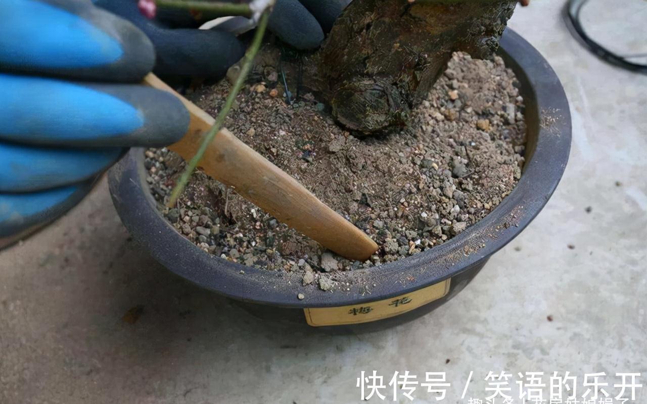 5个养花的基础技能,只有熟练的掌握和灵活的运用,才能养出好花