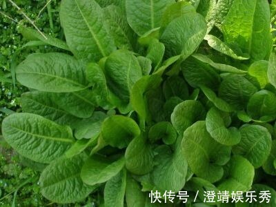 舌头|1种野草叫牛舌头,好多人上山排队挖,竟然有大作用