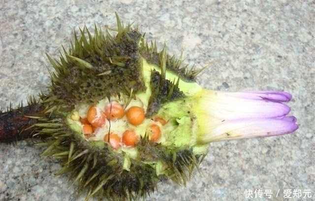 蛇泡草|农村这四种野果是小时候的最爱,如今很少见了,你吃过几种呢?