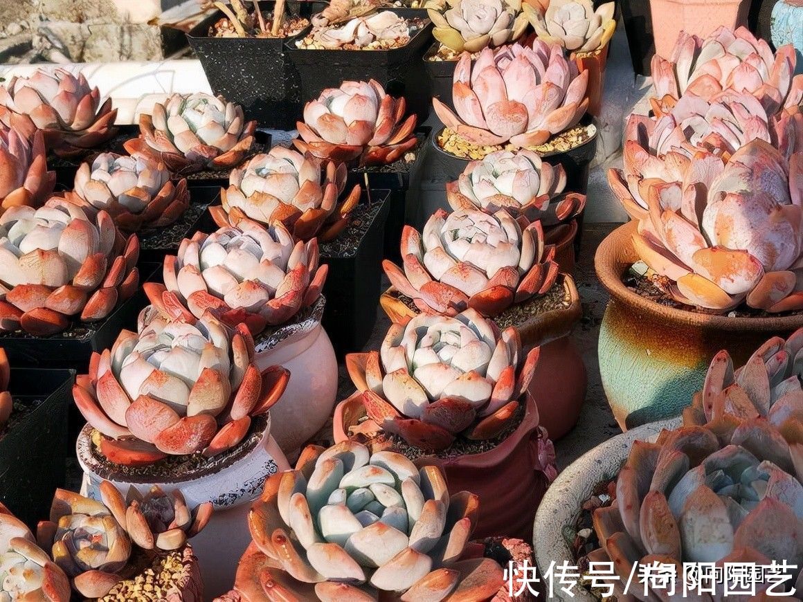 叶片|这个凉爽的秋季，确定不养几棵多肉？买最便宜，也能养出好状态