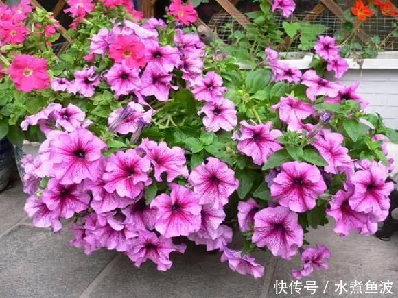 夏天急着赏花养4种花,掐根枝条就能活,今年还能开花