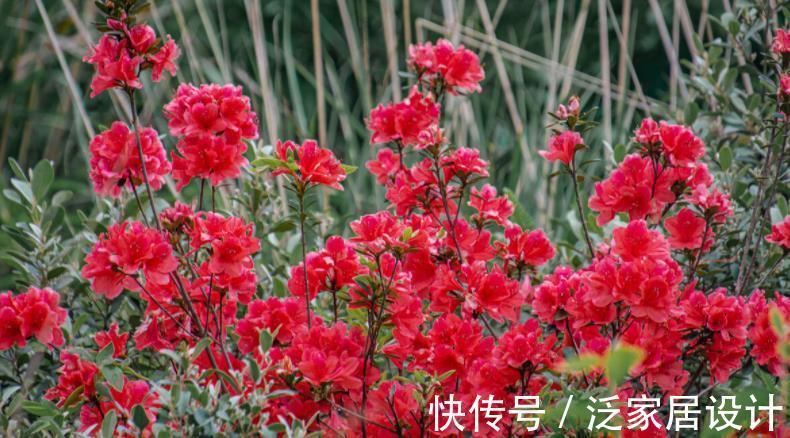 土壤|一款适合家庭盆栽的花卉，比菊花好看，成片栽种则如“映山红”