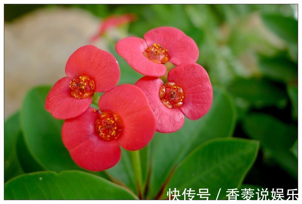 虎刺梅|这花号称“养不死”,花开四季,比绿萝好养10倍,比长寿花更美