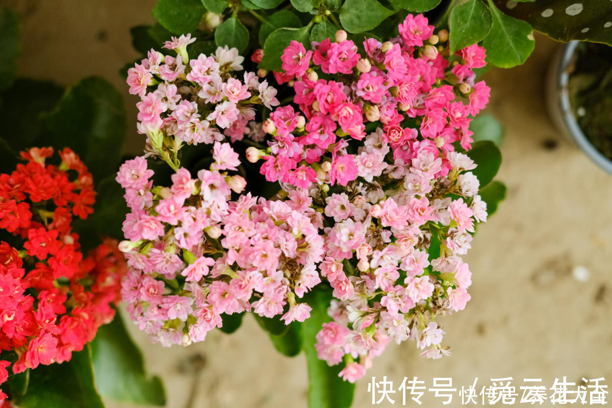 花店老板绝不外传的5个养花小技巧，简单实用，轻松成为养花高手