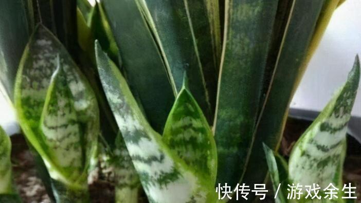 霜降过后,家里必备4盆花,叶子绿、花色艳,越养越喜欢