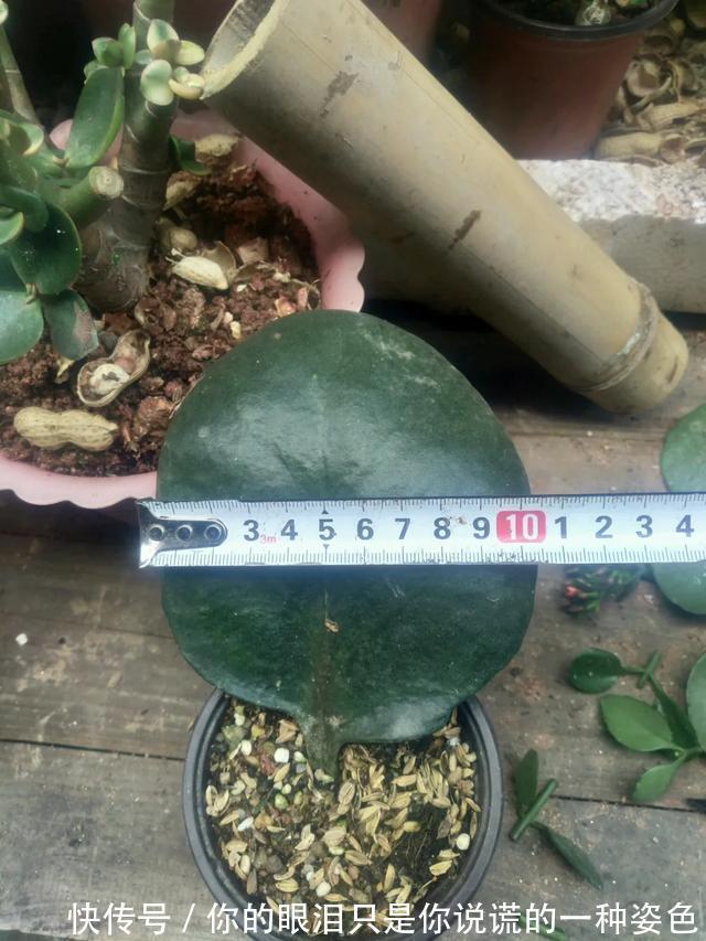 惹不起的花，叶子直径3米大，一片叶子盖住3个人