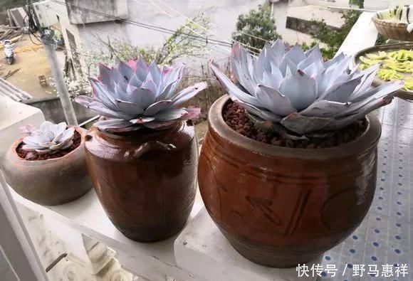 花友|花盆不用买,变废为宝做一个,比买的还好看,分分钟惊艳朋友圈