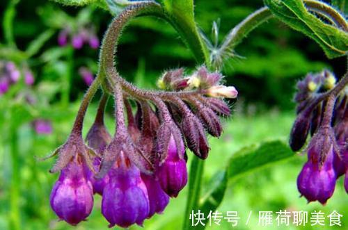 慢性肝病|10味名字带“草”的中药，是治肝病的良将！（涨知识）