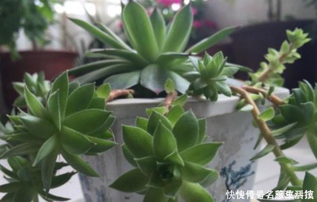 多肉养1盆死1盆?记住这4条规则就能一个劲地长,又肥又漂亮