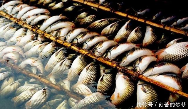 高手在民间，福建弓鱼术，能让鱼离水几天不死，是真的吗